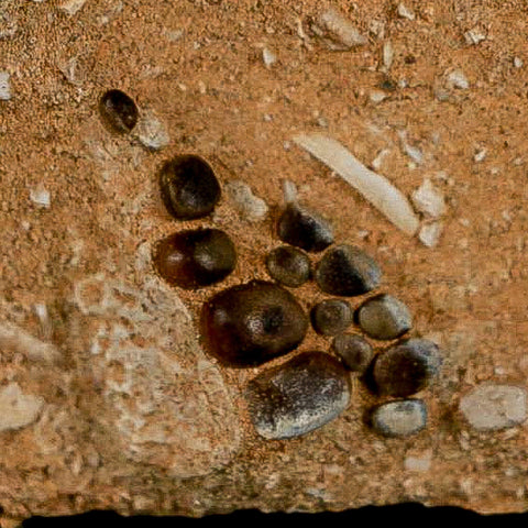 0.8" Bony Fish Fossil Phacodus Punctatus Ray Finned Jaw Teeth In Matrix Morocco - Fossil Age Minerals