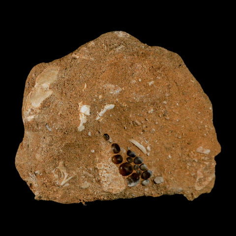 0.8" Bony Fish Fossil Phacodus Punctatus Ray Finned Jaw Teeth In Matrix Morocco - Fossil Age Minerals