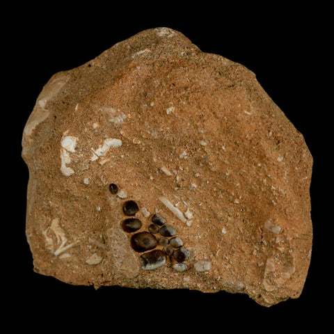 0.8" Bony Fish Fossil Phacodus Punctatus Ray Finned Jaw Teeth In Matrix Morocco - Fossil Age Minerals