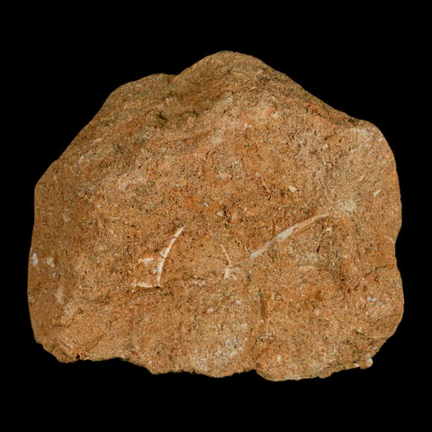 0.8" Bony Fish Fossil Phacodus Punctatus Ray Finned Jaw Teeth In Matrix Morocco - Fossil Age Minerals