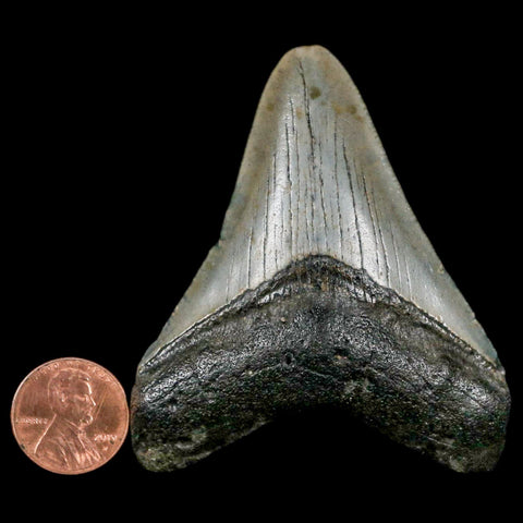 2.7" Quality Megalodon Shark Tooth Serrated Fossil Natural Miocene Age COA - Fossil Age Minerals