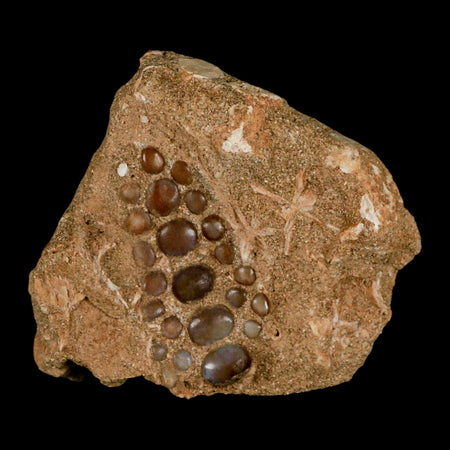 1.9" Bony Fish Fossil Phacodus Punctatus Ray Finned Jaw Teeth In Matrix Morocco