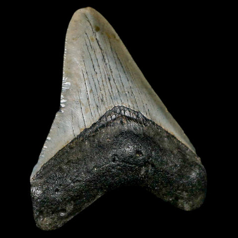 2.7" Quality Megalodon Shark Tooth Serrated Fossil Natural Miocene Age COA - Fossil Age Minerals
