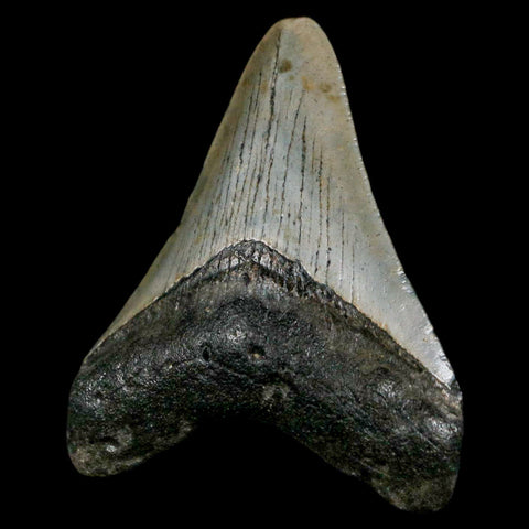 2.7" Quality Megalodon Shark Tooth Serrated Fossil Natural Miocene Age COA - Fossil Age Minerals
