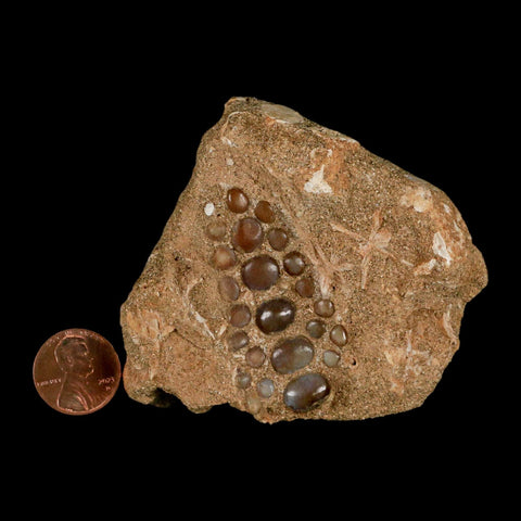 1.9" Bony Fish Fossil Phacodus Punctatus Ray Finned Jaw Teeth In Matrix Morocco - Fossil Age Minerals