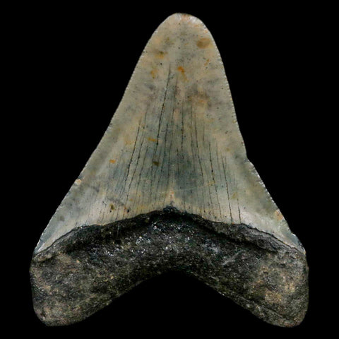 2.7" Quality Megalodon Shark Tooth Serrated Fossil Natural Miocene Age COA - Fossil Age Minerals