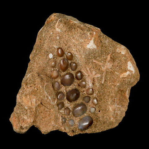 1.9" Bony Fish Fossil Phacodus Punctatus Ray Finned Jaw Teeth In Matrix Morocco - Fossil Age Minerals