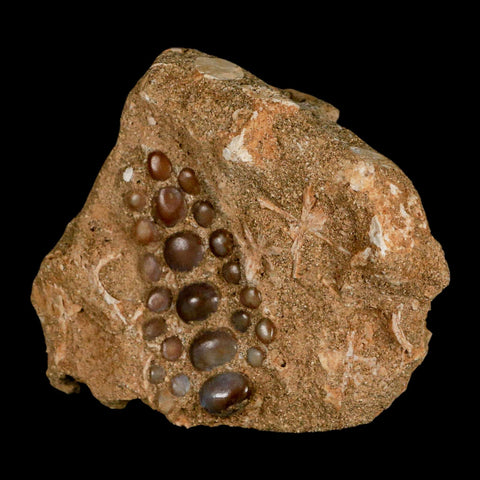 1.9" Bony Fish Fossil Phacodus Punctatus Ray Finned Jaw Teeth In Matrix Morocco - Fossil Age Minerals