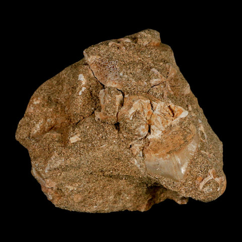 1.9" Bony Fish Fossil Phacodus Punctatus Ray Finned Jaw Teeth In Matrix Morocco - Fossil Age Minerals