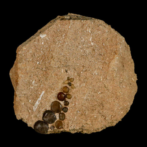 1.5" Bony Fish Fossil Phacodus Punctatus Ray Finned Jaw Teeth In Matrix Morocco - Fossil Age Minerals