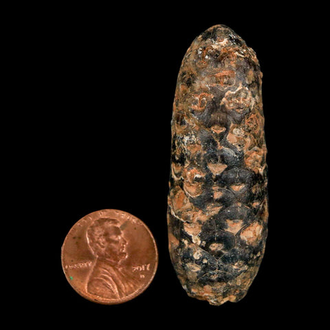 XL 2.1" Fossil Pine Cone Equicalastrobus Replaced By Agate Eocene Age Seeds Fruit - Fossil Age Minerals
