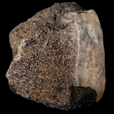 2.8" Centrosaurus Fossil Bone With Marrow Judith River Cretaceous Dinosaur MT COA