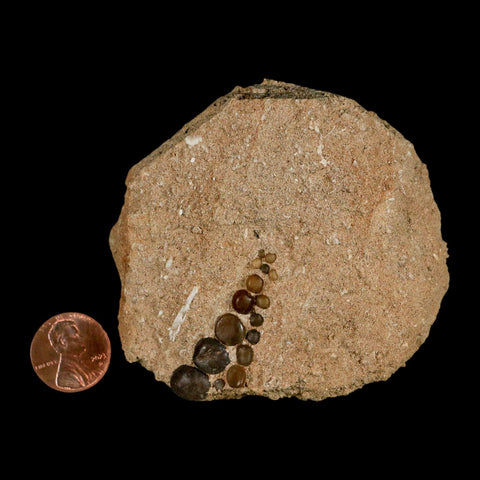 1.5" Bony Fish Fossil Phacodus Punctatus Ray Finned Jaw Teeth In Matrix Morocco - Fossil Age Minerals