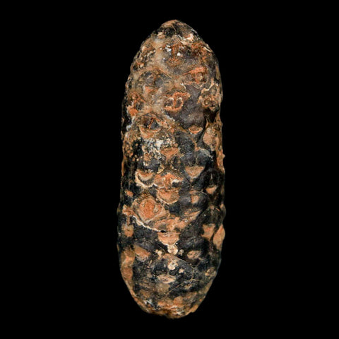 XL 2.1" Fossil Pine Cone Equicalastrobus Replaced By Agate Eocene Age Seeds Fruit - Fossil Age Minerals