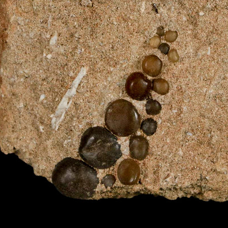 1.5" Bony Fish Fossil Phacodus Punctatus Ray Finned Jaw Teeth In Matrix Morocco