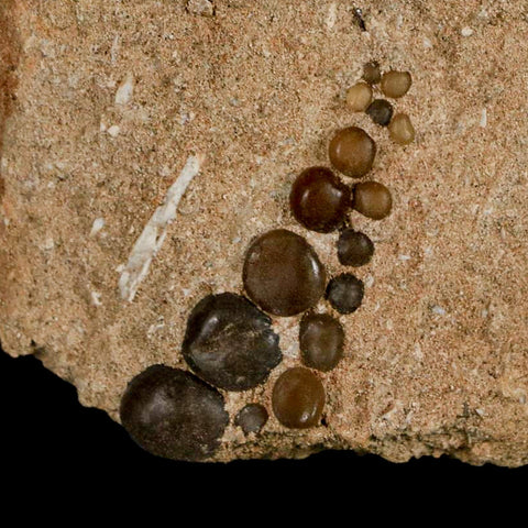 1.5" Bony Fish Fossil Phacodus Punctatus Ray Finned Jaw Teeth In Matrix Morocco - Fossil Age Minerals