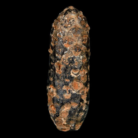XL 2.1" Fossil Pine Cone Equicalastrobus Replaced By Agate Eocene Age Seeds Fruit - Fossil Age Minerals