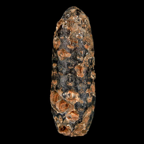 XL 2.1" Fossil Pine Cone Equicalastrobus Replaced By Agate Eocene Age Seeds Fruit - Fossil Age Minerals