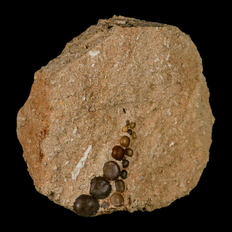 1.5" Bony Fish Fossil Phacodus Punctatus Ray Finned Jaw Teeth In Matrix Morocco - Fossil Age Minerals