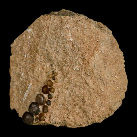 1.5" Bony Fish Fossil Phacodus Punctatus Ray Finned Jaw Teeth In Matrix Morocco - Fossil Age Minerals