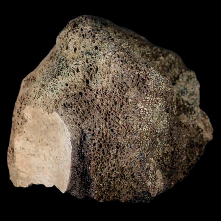 2.8" Centrosaurus Fossil Bone With Marrow Judith River Cretaceous Dinosaur MT COA