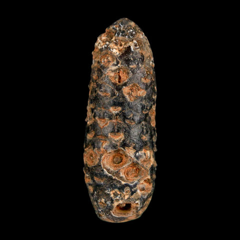 XL 2.1" Fossil Pine Cone Equicalastrobus Replaced By Agate Eocene Age Seeds Fruit - Fossil Age Minerals