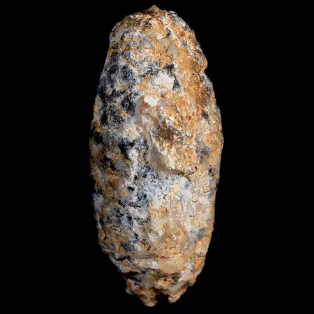 1.6" Fossil Pine Cone Equicalastrobus Replaced By Agate Eocene Age Seeds Fruit