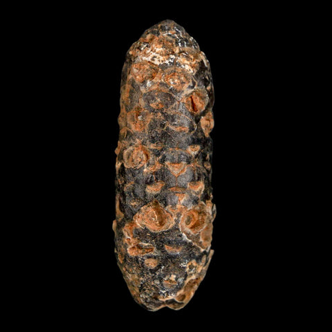 XL 2.1" Fossil Pine Cone Equicalastrobus Replaced By Agate Eocene Age Seeds Fruit - Fossil Age Minerals