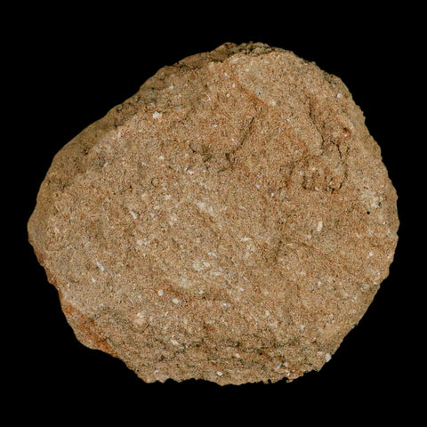 1.5" Bony Fish Fossil Phacodus Punctatus Ray Finned Jaw Teeth In Matrix Morocco - Fossil Age Minerals