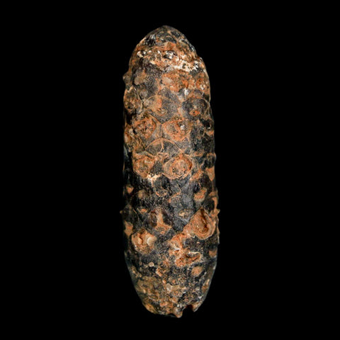 XL 2.1" Fossil Pine Cone Equicalastrobus Replaced By Agate Eocene Age Seeds Fruit - Fossil Age Minerals