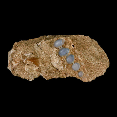 1.8" Bony Fish Fossil Phacodus Punctatus Ray Finned Jaw Teeth In Matrix Morocco - Fossil Age Minerals