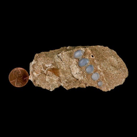 1.8" Bony Fish Fossil Phacodus Punctatus Ray Finned Jaw Teeth In Matrix Morocco - Fossil Age Minerals