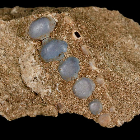 1.8" Bony Fish Fossil Phacodus Punctatus Ray Finned Jaw Teeth In Matrix Morocco