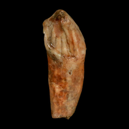 2" Extinct Cave Bear Ursus Spelaeus Incisor Tooth Rooted Pleistocene Age COA, Stand