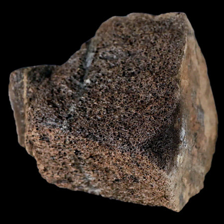 2.8" Centrosaurus Fossil Bone With Marrow Judith River Cretaceous Dinosaur MT COA