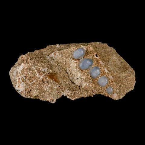 1.8" Bony Fish Fossil Phacodus Punctatus Ray Finned Jaw Teeth In Matrix Morocco - Fossil Age Minerals