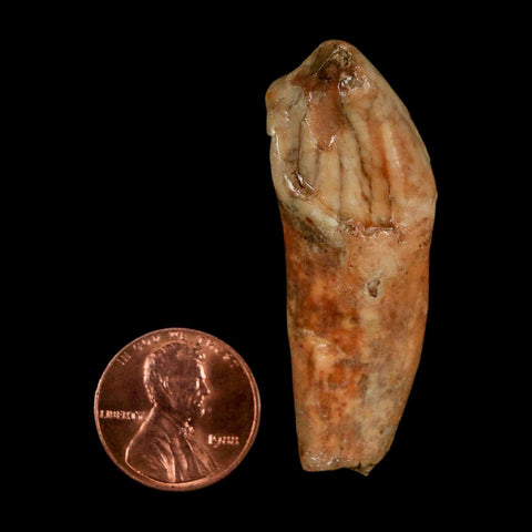 2" Extinct Cave Bear Ursus Spelaeus Incisor Tooth Rooted Pleistocene Age COA, Stand