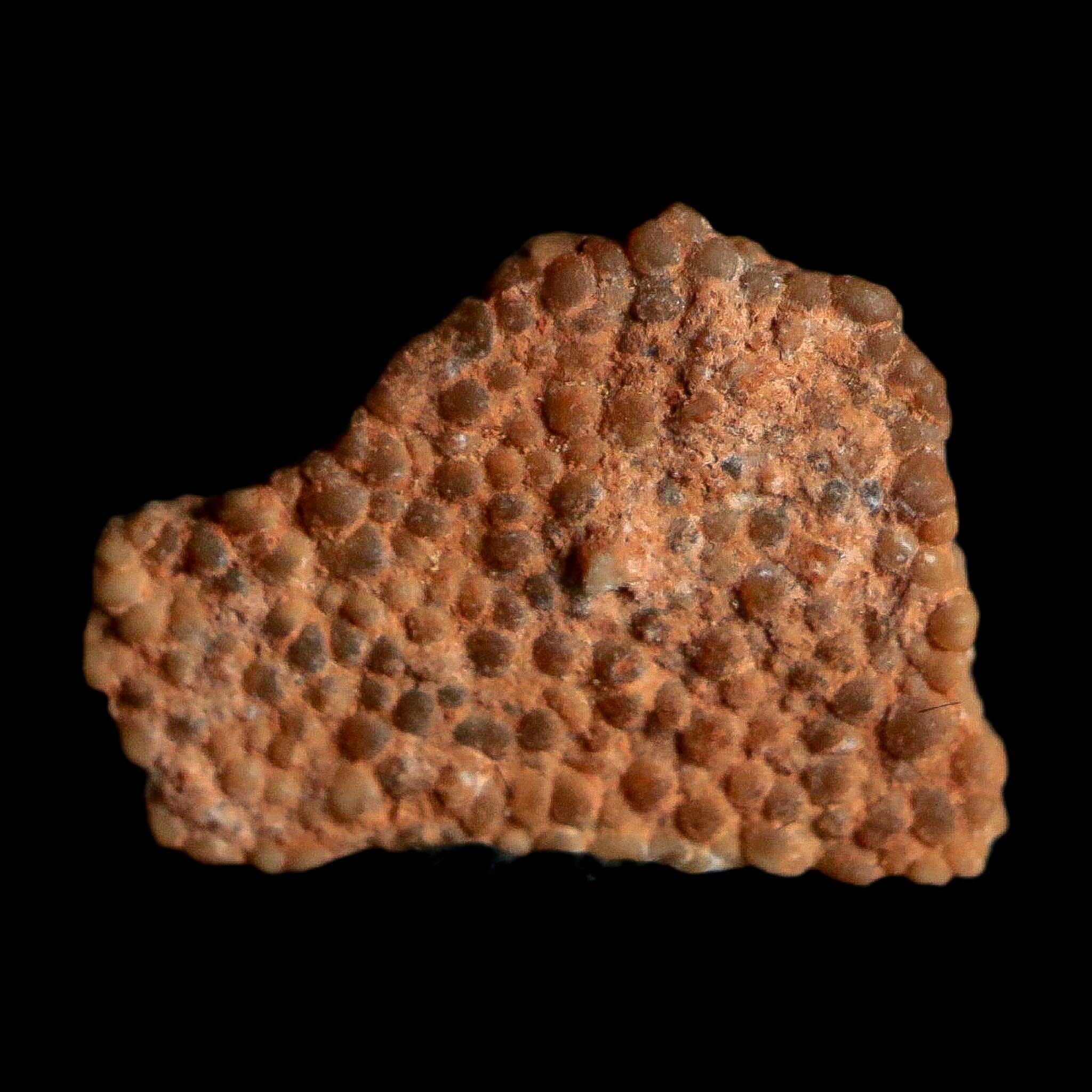 0.5" Megaloolithus Titanosaur Dinosaur Fossil Egg Shell Bouches Du Rhone France Display - Fossil Age Minerals