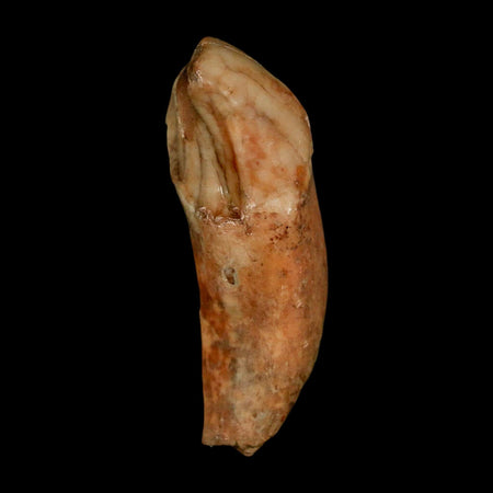 2" Extinct Cave Bear Ursus Spelaeus Incisor Tooth Rooted Pleistocene Age COA, Stand