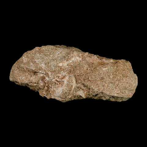 1.8" Bony Fish Fossil Phacodus Punctatus Ray Finned Jaw Teeth In Matrix Morocco - Fossil Age Minerals