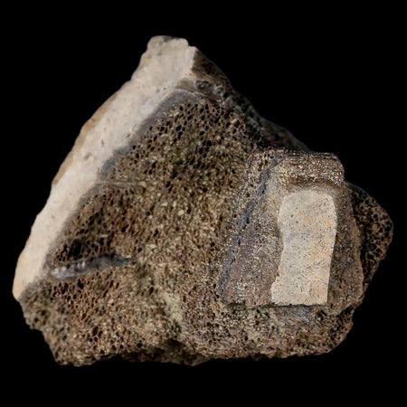 2.8" Centrosaurus Fossil Bone With Marrow Judith River Cretaceous Dinosaur MT COA