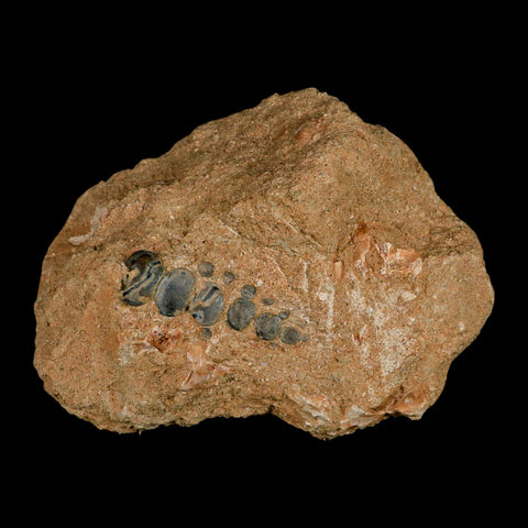 1.7" Bony Fish Fossil Phacodus Punctatus Ray Finned Jaw Teeth In Matrix Morocco - Fossil Age Minerals