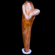 1.6" Extinct Cave Bear Ursus Spelaeus Incisor Tooth Rooted Pleistocene Age COA, Stand