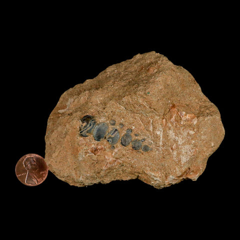 1.7" Bony Fish Fossil Phacodus Punctatus Ray Finned Jaw Teeth In Matrix Morocco - Fossil Age Minerals