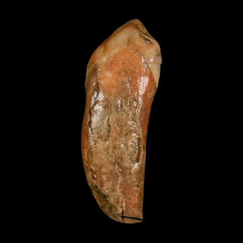 2" Extinct Cave Bear Ursus Spelaeus Incisor Tooth Rooted Pleistocene Age COA, Stand