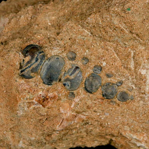 1.7" Bony Fish Fossil Phacodus Punctatus Ray Finned Jaw Teeth In Matrix Morocco - Fossil Age Minerals
