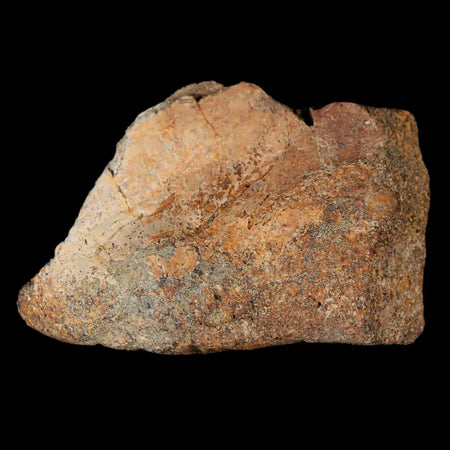 3.5" Centrosaurus Fossil Bone With Marrow Judith River Cretaceous Dinosaur MT COA