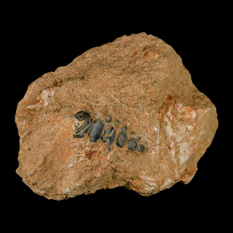 1.7" Bony Fish Fossil Phacodus Punctatus Ray Finned Jaw Teeth In Matrix Morocco - Fossil Age Minerals