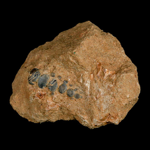 1.7" Bony Fish Fossil Phacodus Punctatus Ray Finned Jaw Teeth In Matrix Morocco - Fossil Age Minerals