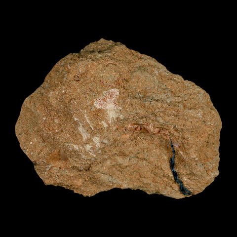 1.7" Bony Fish Fossil Phacodus Punctatus Ray Finned Jaw Teeth In Matrix Morocco - Fossil Age Minerals